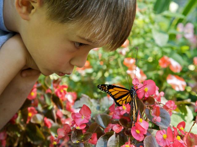 Boy with Monarch butterfly (U.S. Fish and Wildlife Service)